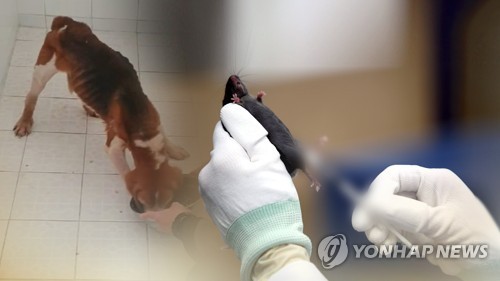 작년 동물실험 372만 마리…실험동물 '중증도 이상' 고통받아