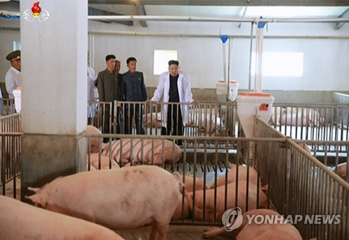 北, '아프리카돼지열병' 속 개인·부업 축산 독려