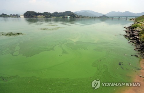 돌아온 '녹조의 계절'…올여름 낙동강 녹조, 장마·태풍이 결정?