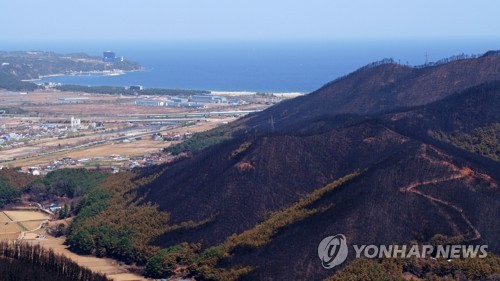 강원산불 피해지에 '서울의 숲' 조성…업무협약