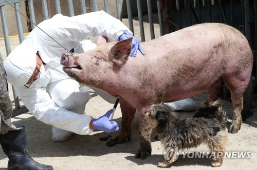 아프리카돼지열병 혈액검사 전국 모든 돼지농장으로 확대