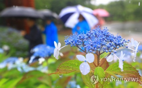 '요란한 첫 장맛비' 제주 전역 호우경보…침수 피해도(종합)