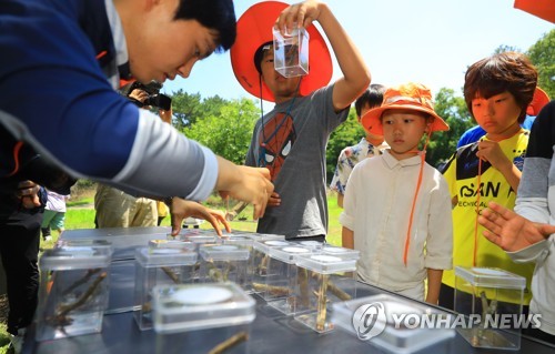 [카메라뉴스] 멸종위기 두점박이사슴벌레 제주 곶자왈 품으로