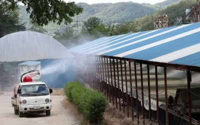 '아프리카 돼지열병' 백신도 치료약도 없다…北 접경지 긴급 방역