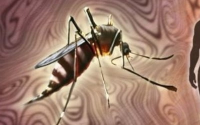 경기도 파주서 올해 첫 말라리아 감염 얼룩날개모기 확인