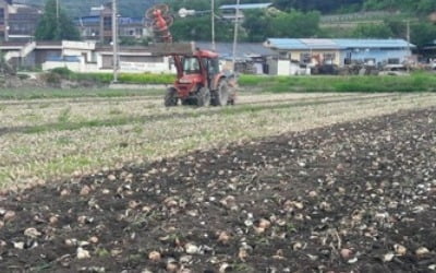 '폭락' 양파 가격 안정 위해 2만6000t 추가 수매