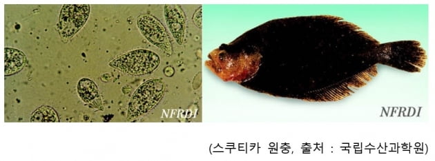 씨티씨백, 세계 최초 양식어류용 스쿠티카병·활주세균병 백신 개발