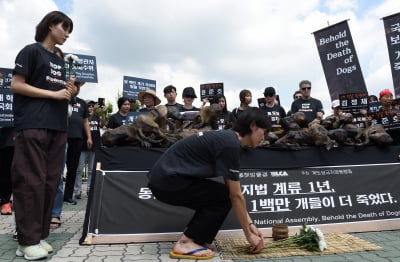 [포토] 희생된 강아지에 헌화