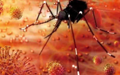 英, 모기 불임시켜 박멸하는 '유전자 가위' 실험 성공