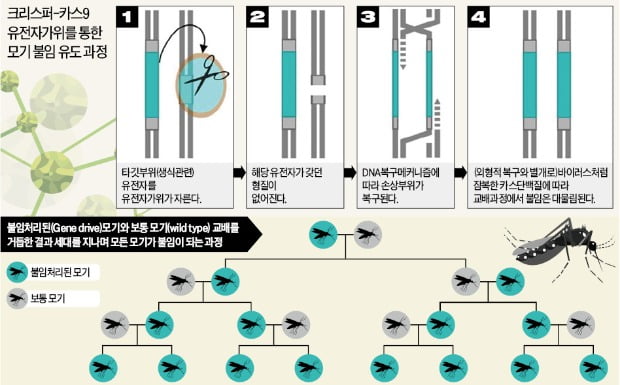 英, 모기 불임시켜 박멸하는 '유전자 가위' 실험 성공