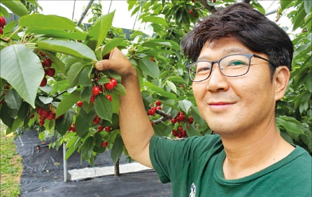 홍영기 대표가 자신이 키우는 국산 체리를 설명하고 있다.  