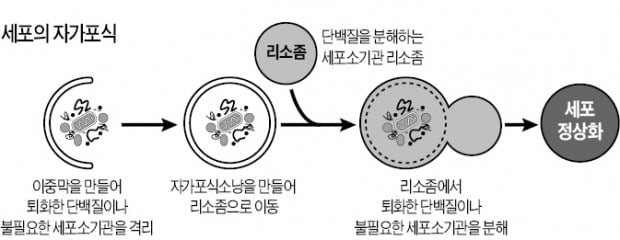 유해세포 잡아먹는 유전자로 신약후보물질 개발…간경변·뇌질환 치료 길 열리나