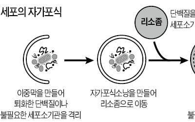 유해세포 잡아먹는 유전자로 신약후보물질 개발…간경변·뇌질환 치료 길 열리나