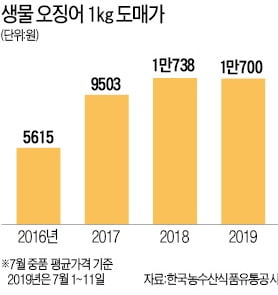 동해 오징어, 올핸 싸게 맛보나?