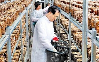 표고버섯 스마트팜, 우리밀 전통주 제조…경북 일자리 창출 '블루오션' 되다