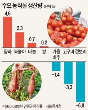 끼니로 먹던 쌀·고구마 지고, 음식 맛 내는 양파·마늘 뜬다