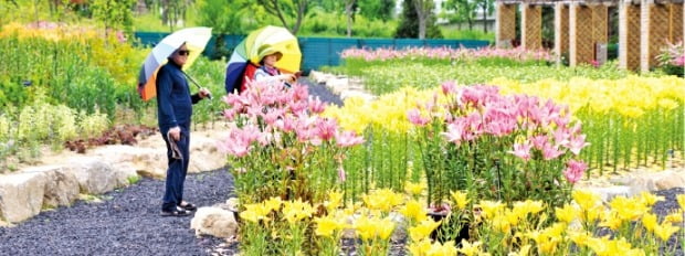 백두대간수목원에서 8월 11일까지 열리는 봉자페스티벌을 찾은 관람객들이 무지개공원에 핀 꽃을 관람하고 있다. /백두대간수목원 제공
 