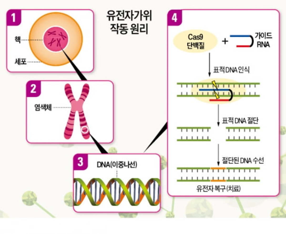 유전자가위 몸속에 넣어 난치병 치료 첫 발 | 한경닷컴