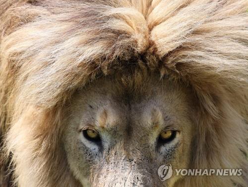 '기린 3천달러' 남아공 사파리 업체, 英서 사냥대회 판촉 논란