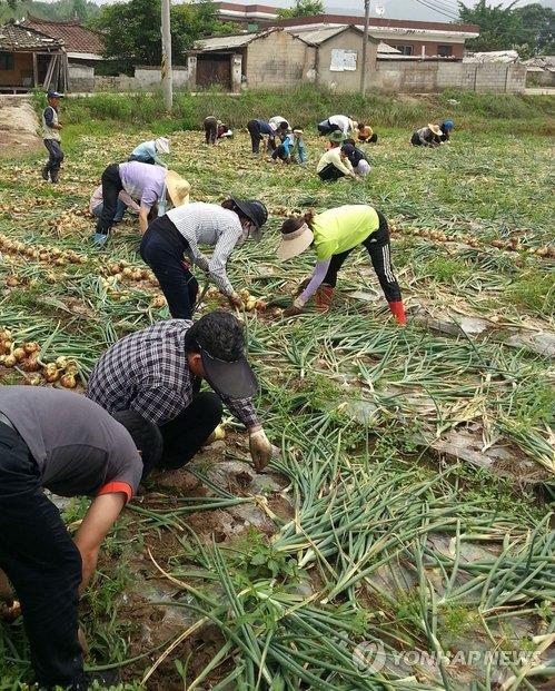 익산 양파, 대만에 수출한다…1차 24t 선적