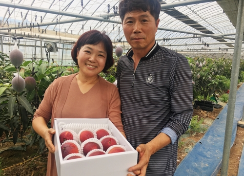 [카메라뉴스] 곡성군, 공장폐열 활용해 애플망고 재배