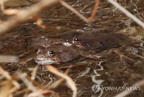 환경단체 "무등산 평두메습지 보호지역으로 지정해야"