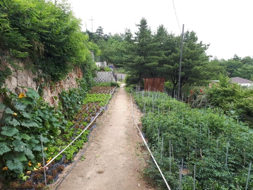 서울 한복판서 농사에 양봉까지…"행촌권 성곽마을을 아시나요"