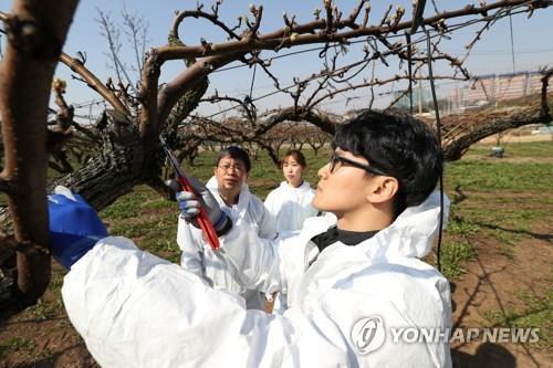 '과수화상병 언제 끝나나'…충북 확진·의심 면적 90㏊ 상회