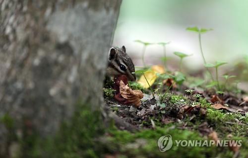 [여긴 가봐야지:전북] 숲·계곡·바다 한곳에…입도 즐거운 피서지