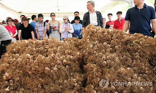 서산 해미읍성서 12∼14일 6쪽마늘축제…먹거리·볼거리 풍성