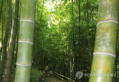 [여긴 가봐야지:경남] 에메랄드빛 바다, 대나무·연꽃 매력에 '푹'