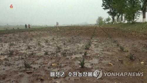 "北 겨울밀·보리 수확, 평년 대비 20% 이상 줄었을 수도"