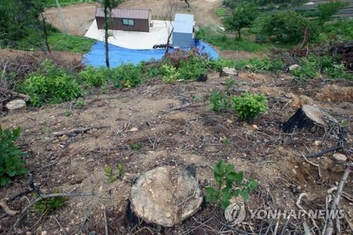 강릉산불 피해지 산사태 대비 공사 장마 이후 끝날 듯