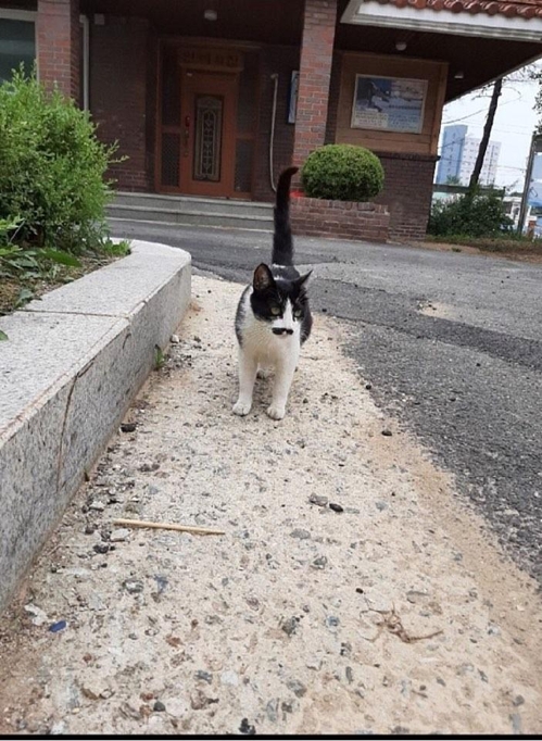 어미 길고양이 때려 상처 입힌 학교 공무직원 직위해제