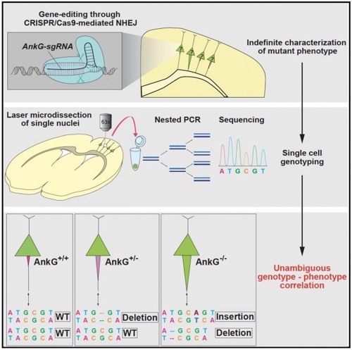 불안정한 CRISPR '유전자 가위', 개량 프로토콜 나왔다