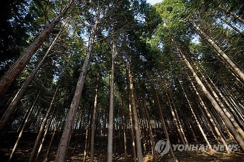 보령 성주산 자연휴양림 성수기 돌입…할인혜택 중단