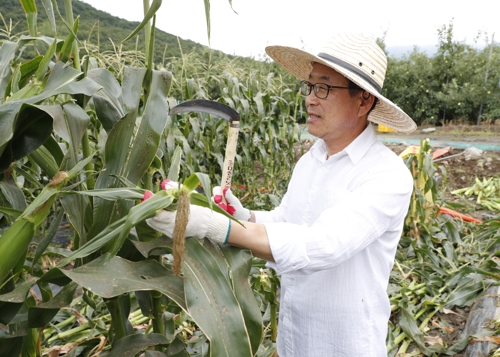 '옥수수 대명사' 괴산 대학찰옥수수 수확 본격화