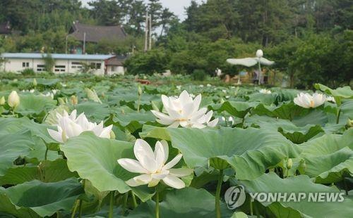 [#꿀잼여행] 호남권: 전 세계인의 수영 축제…광주 세계수영선수권대회 개막