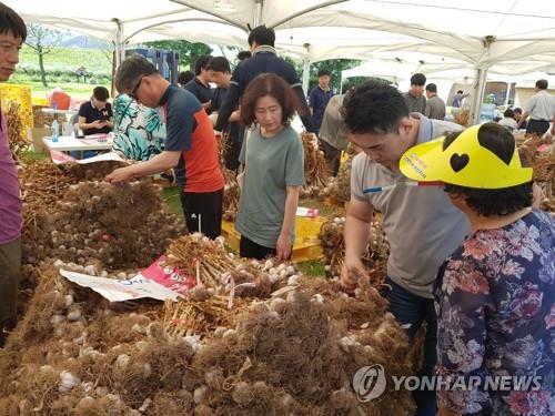 [#꿀잼여행] 충청권: 달콤 고소 알싸한 맛에 건강도 챙기는 양파·마늘 축제