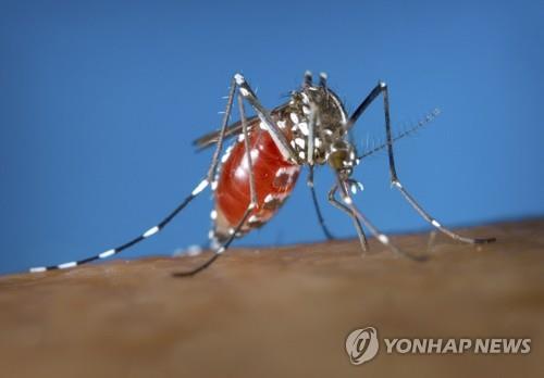 뎅기열·지카 옮기는 흰줄숲모기 박멸 새 퇴치법 개발