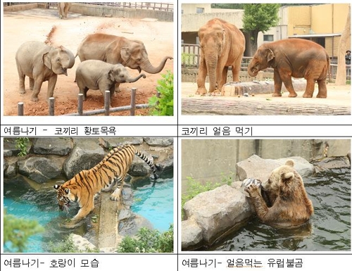 얼린 고기와 냉수 샤워…서울대공원 동물들의 여름나기