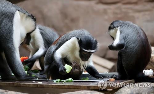 롤로웨이 원숭이 등 영장류 7종 '멸종 위험' 높아져