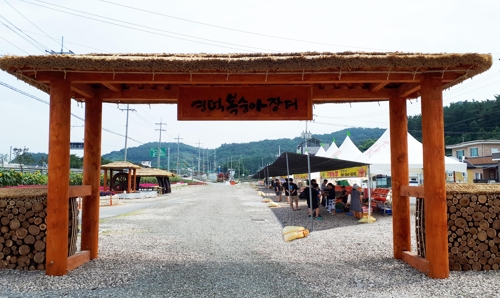 달콤한 영덕 복숭아 사러 오세요…22일부터 장터 운영