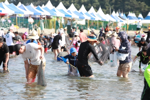 맑은 영덕 오십천서 황금은어 잡기 체험해보세요