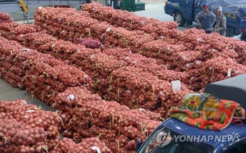 시름 깊어지는 양파 농가…도매가격 올해 들어 최저 기록