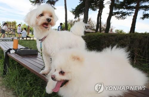 "개 목줄 채워달라" 요구하자 욕한 대학교수 벌금 200만원