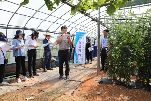 안산 대부도 포도 이어 토마토 특산지 가능할까