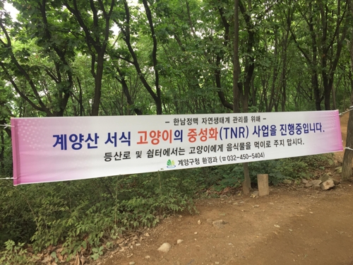 인천 계양산에 고양이 급증…밥그릇 수거 놓고 주민들 대립