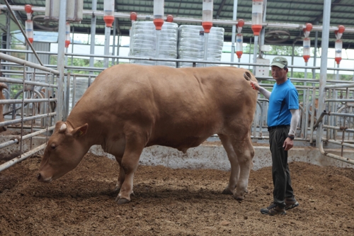 음성 농장서 몸무게 1천261kg '슈퍼 한우' 출하