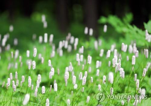 정선 함백산 만항재 '낮엔 꽃 세상·밤은 별천지'